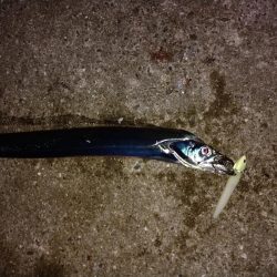 小さいけど爆釣